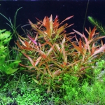 植栽から122日目